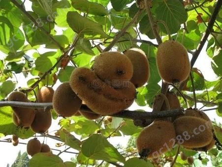 猕猴桃硬果即食 新鲜纯甜孕妇水果绿心奇异果